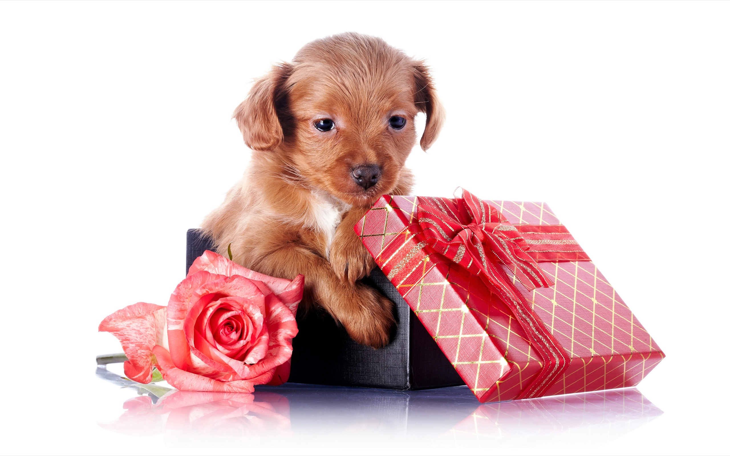 Маленький щенок в подарочной коробке с розой на белом фоне
