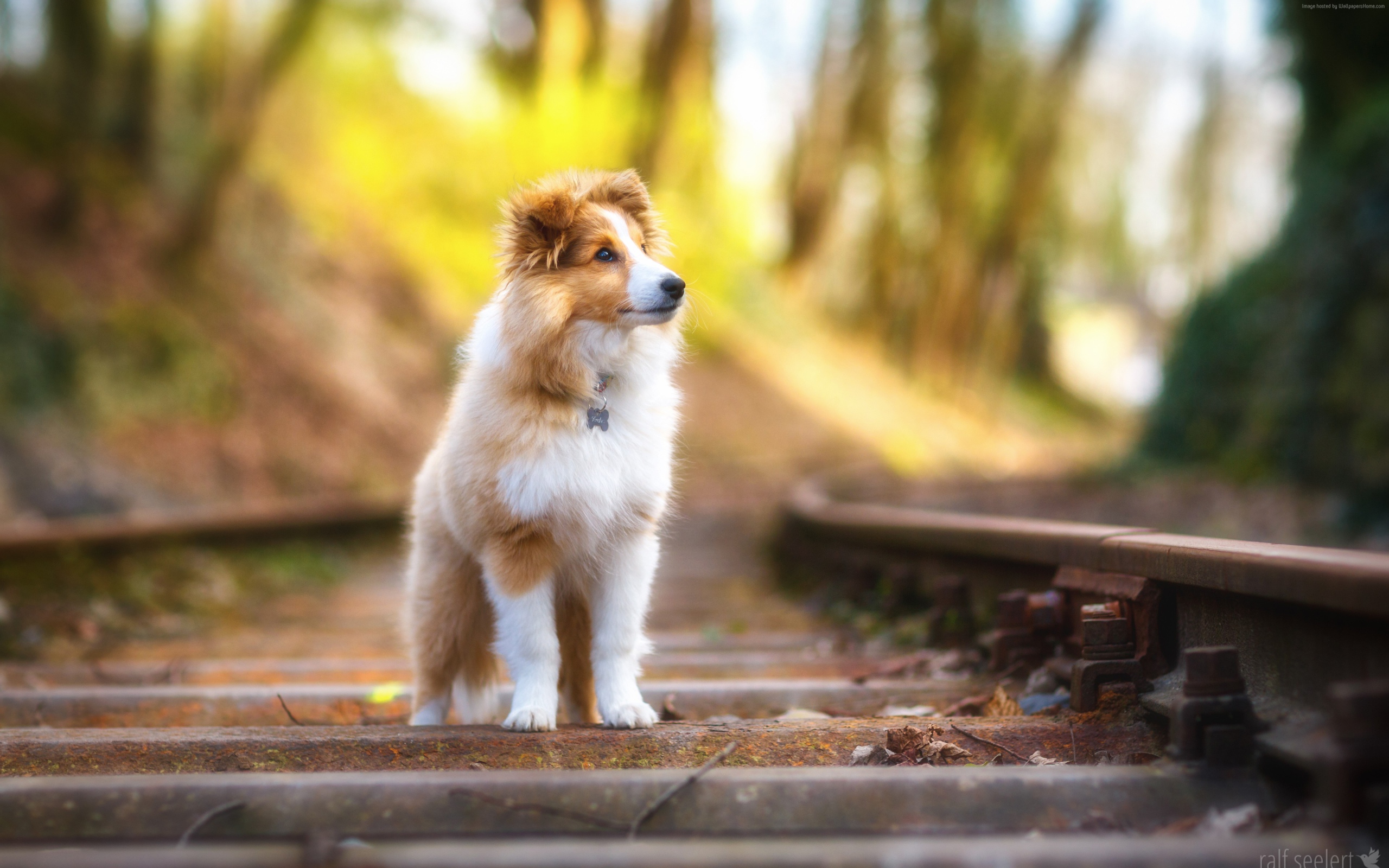 Собака породы Шетландская овчарка стоит на железнодорожных рельсах
