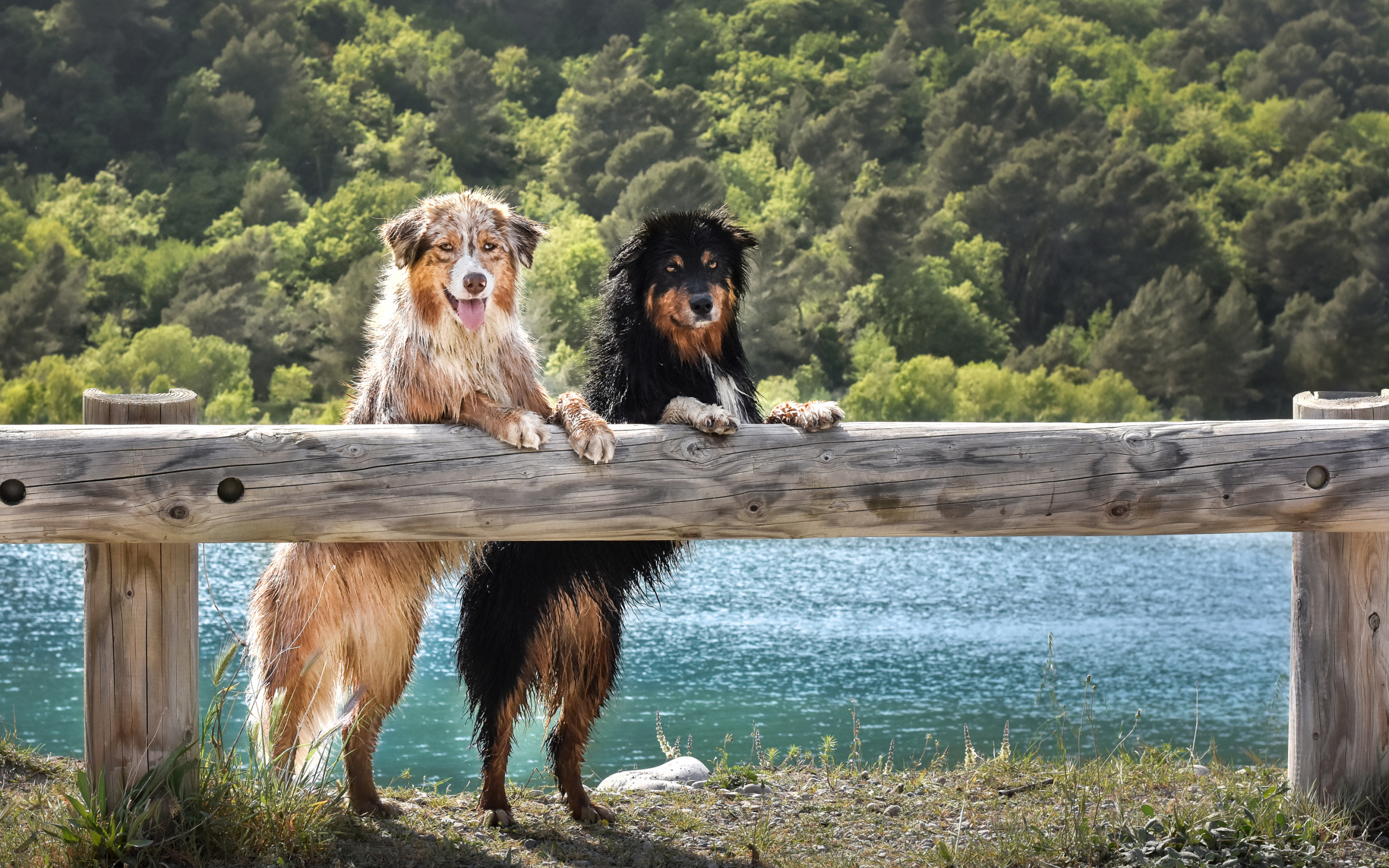 Две мокрых собаки породы Австралийская Овчарка