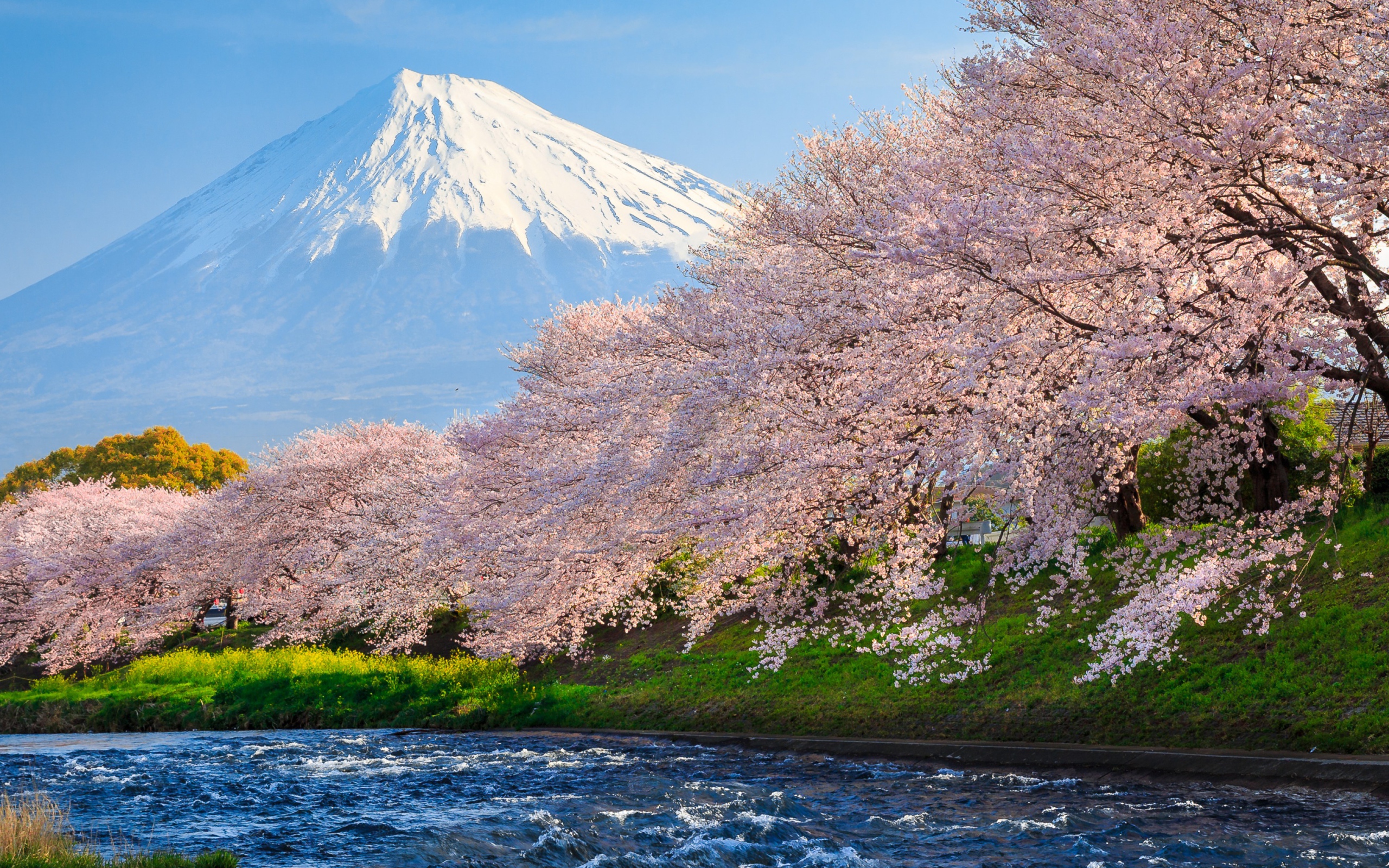 Pink flowering sakura trees by the river against the background of Mount Fuji, Japan