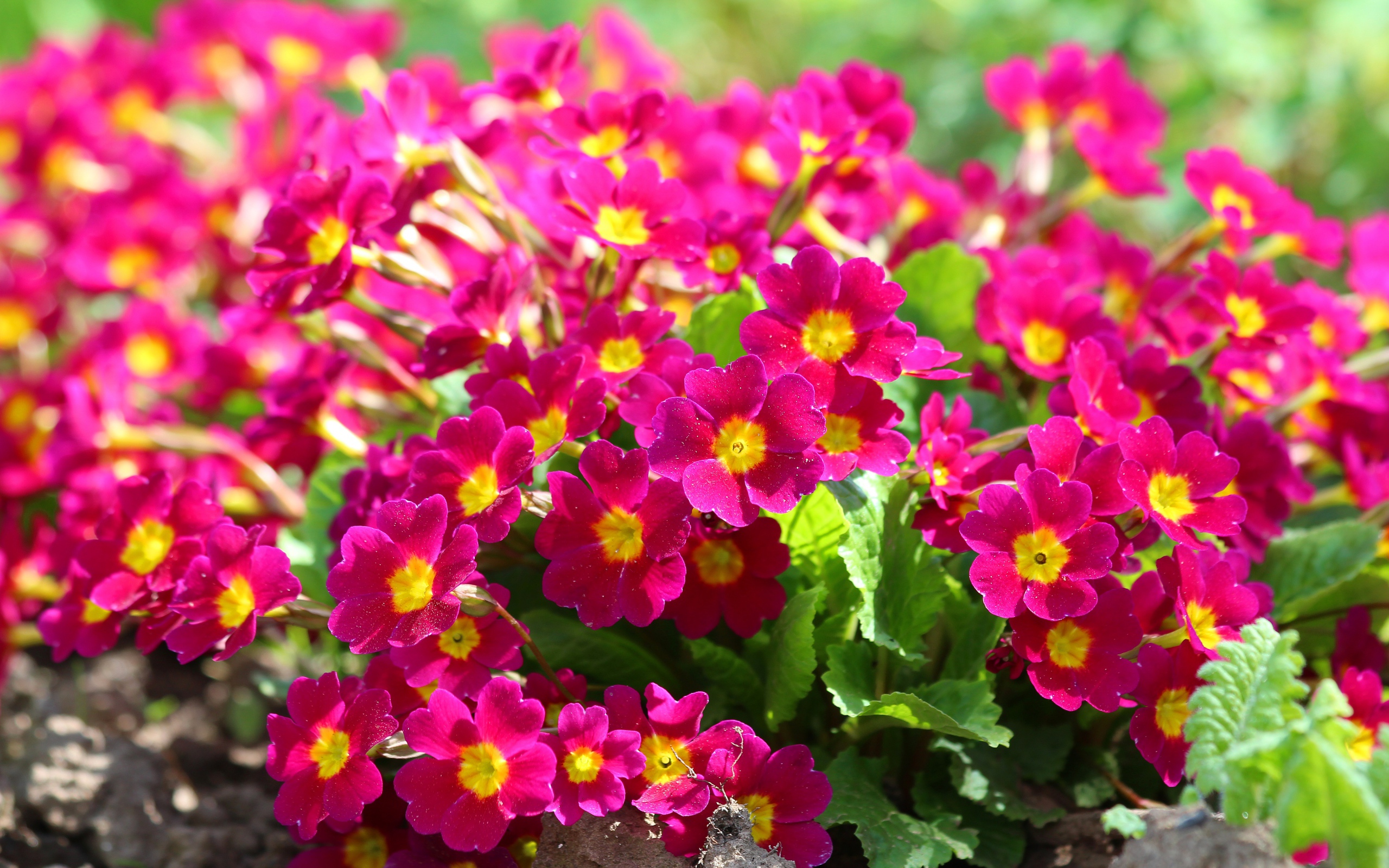 Beautiful flowers of primrose on the flower bed