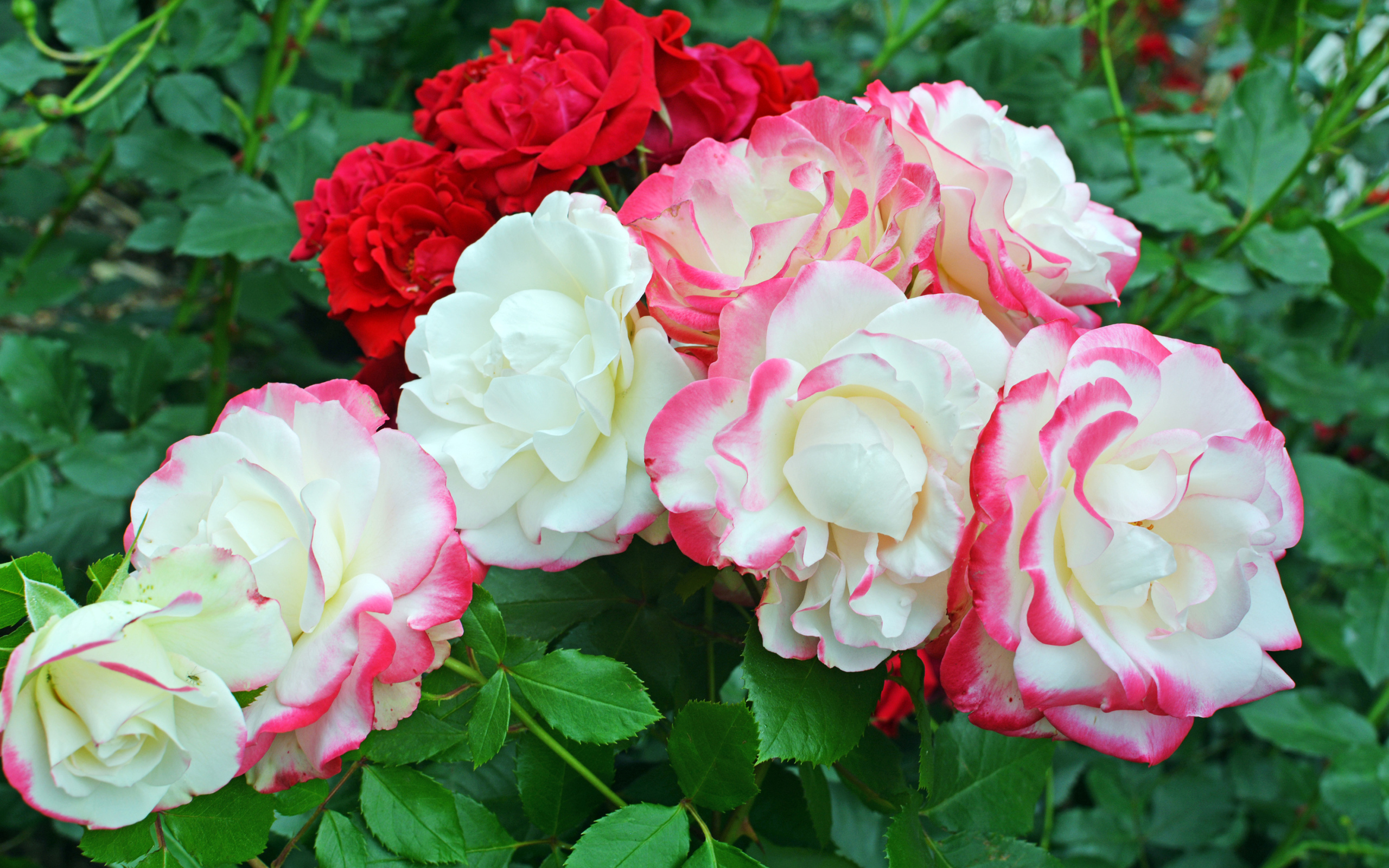 Красивые разноцветные садовые розы на клумбе 