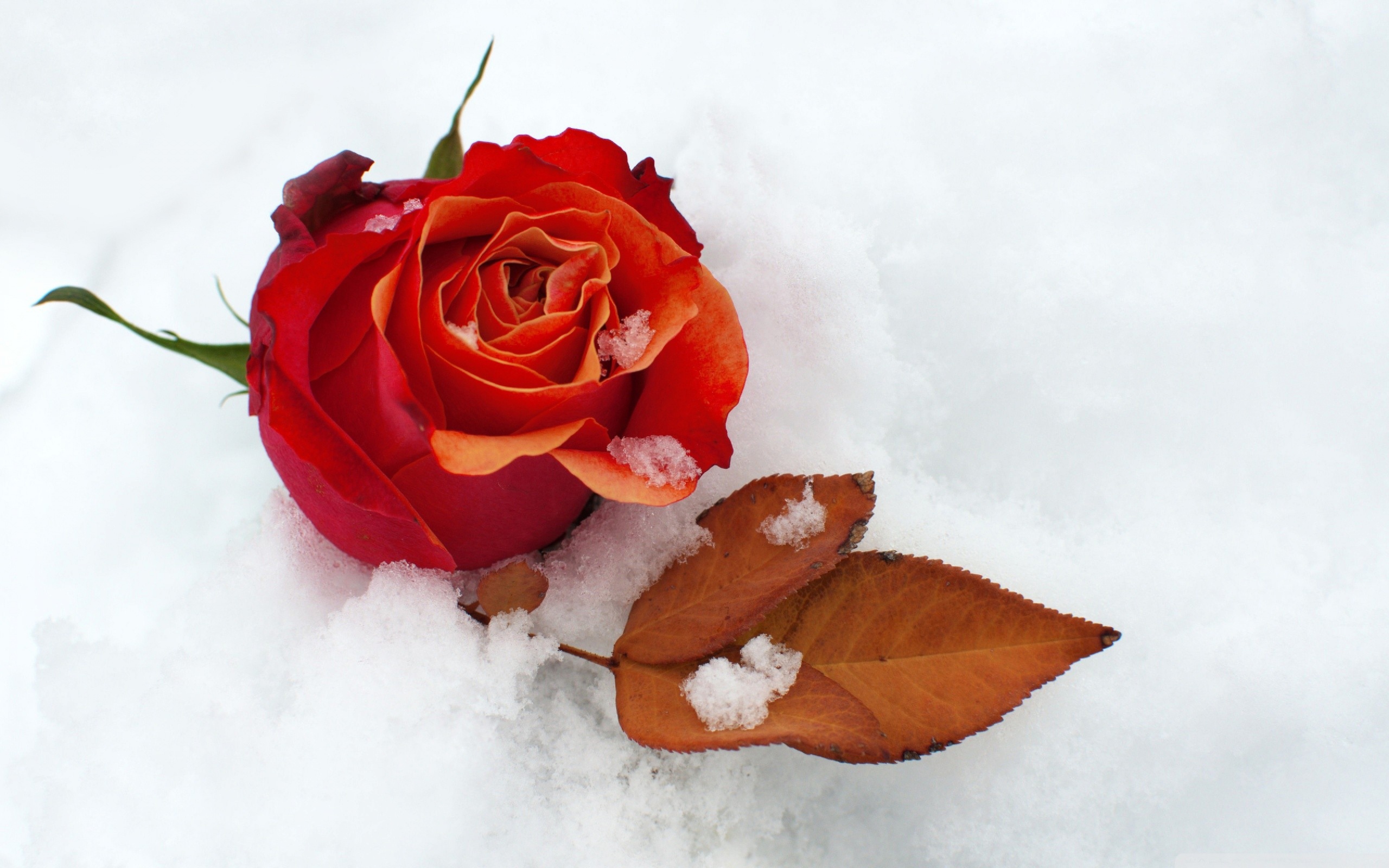 Красная роза с сухим листом на белом снегу
