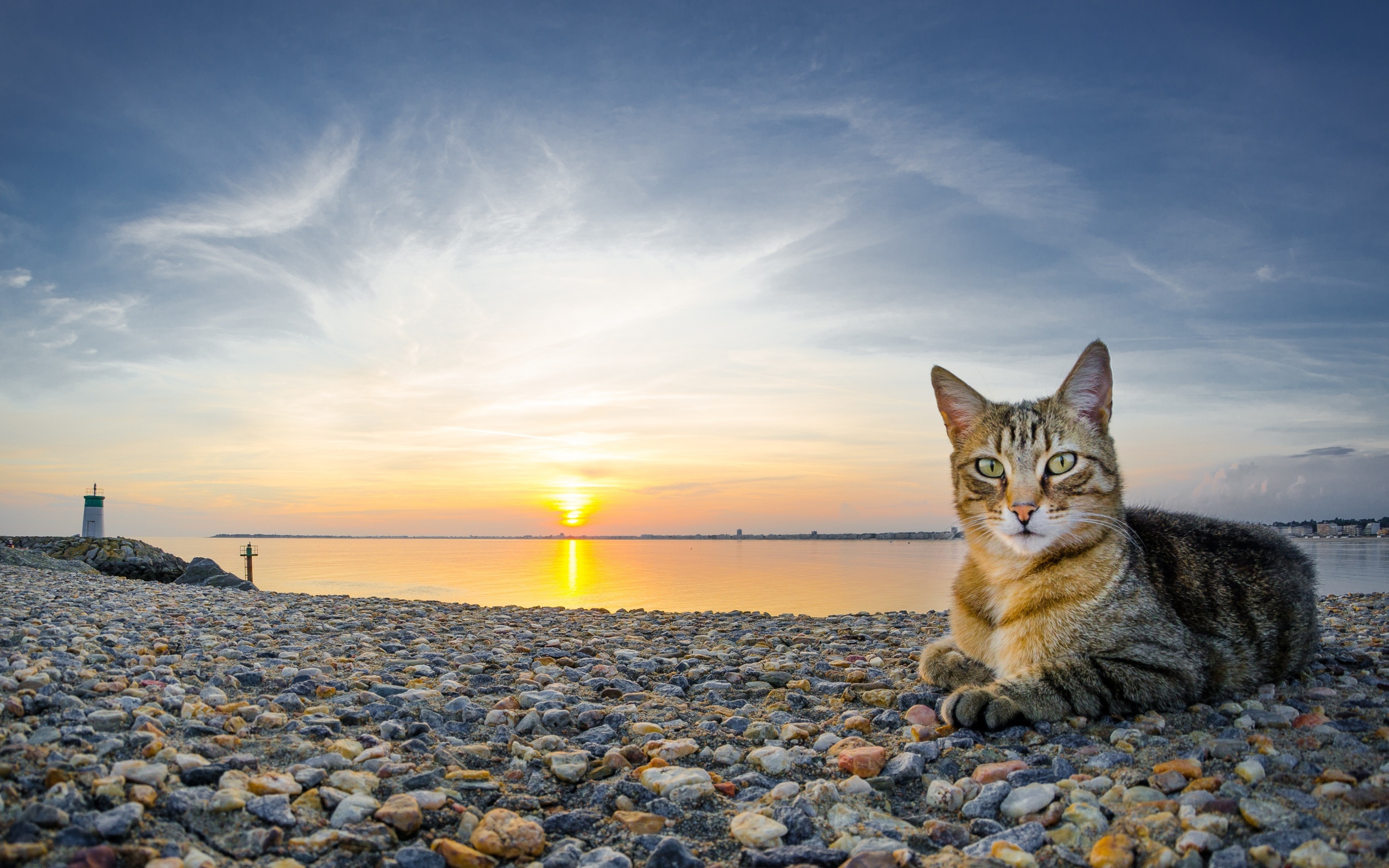 Серый кот лежит на гальке на берегу на закате 