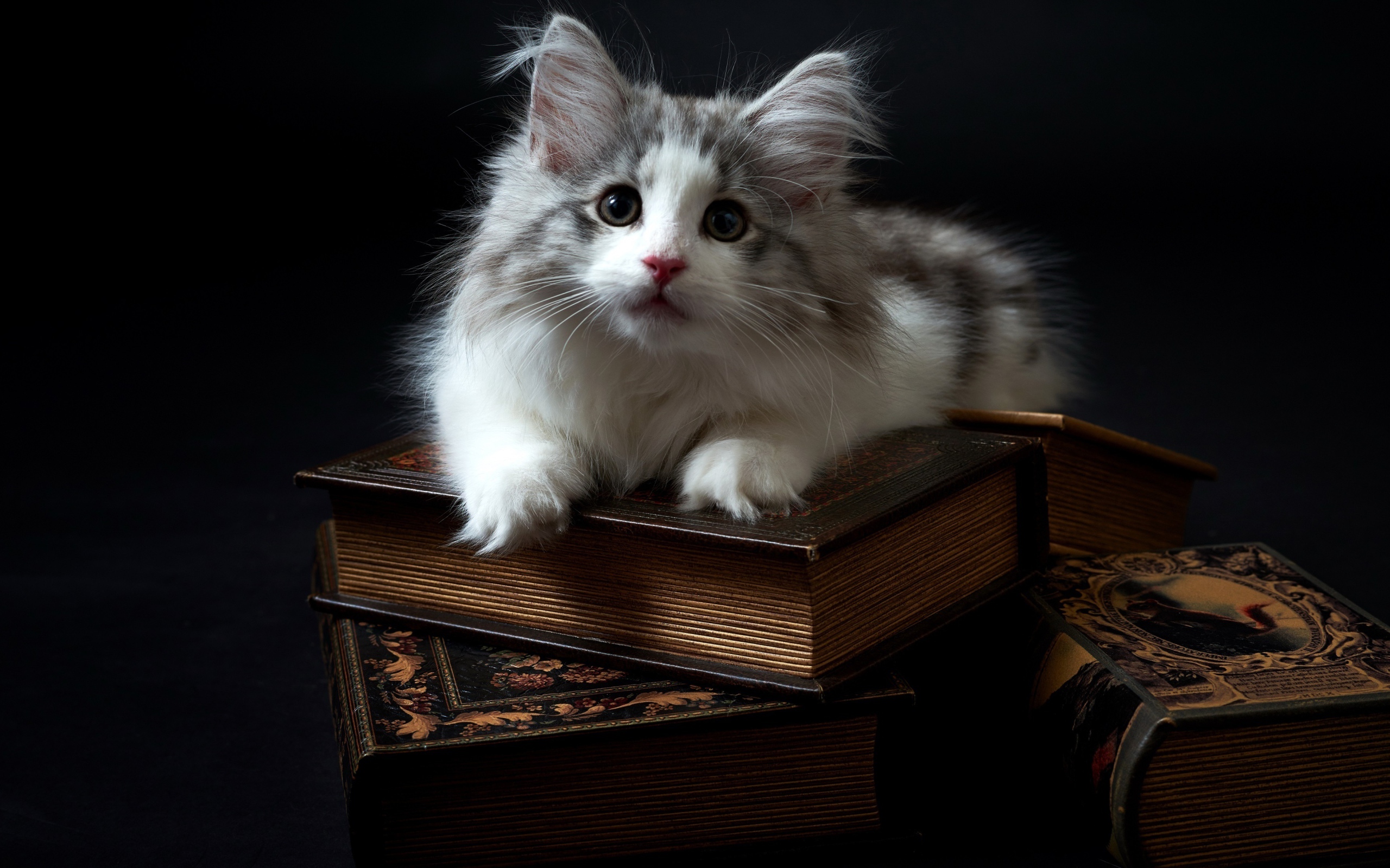 Котенок породы мейн кун лежит на книгах