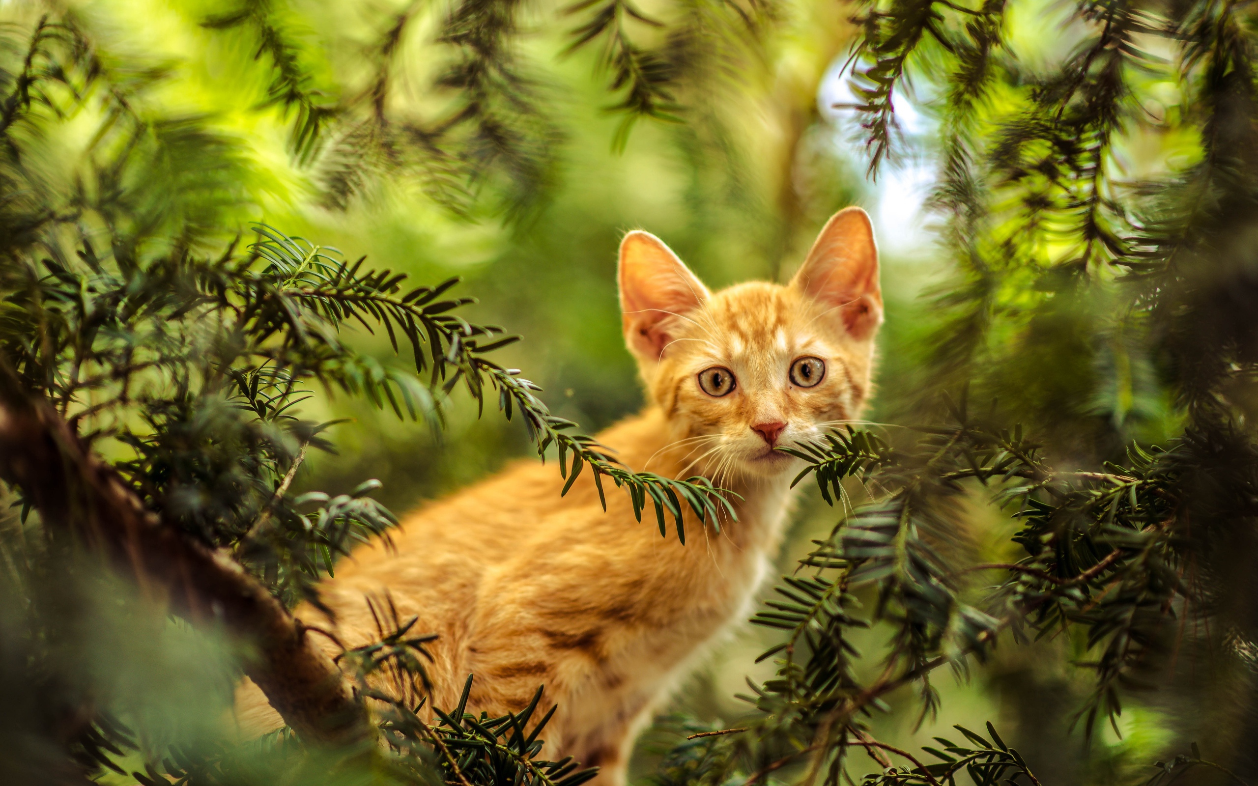 Рыжий любопытный котенок сидит в зеленых ветках