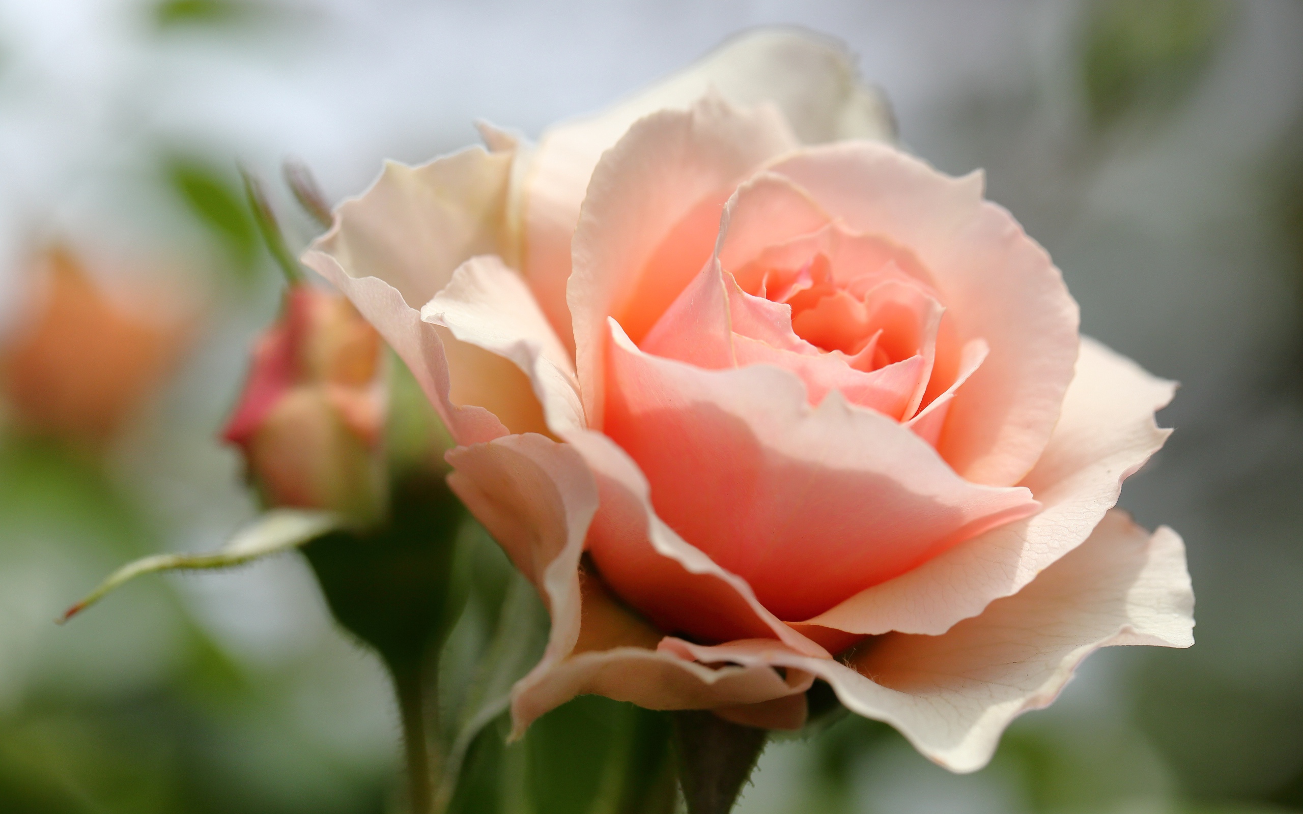 Красивая нежная розовая роза крупным планом