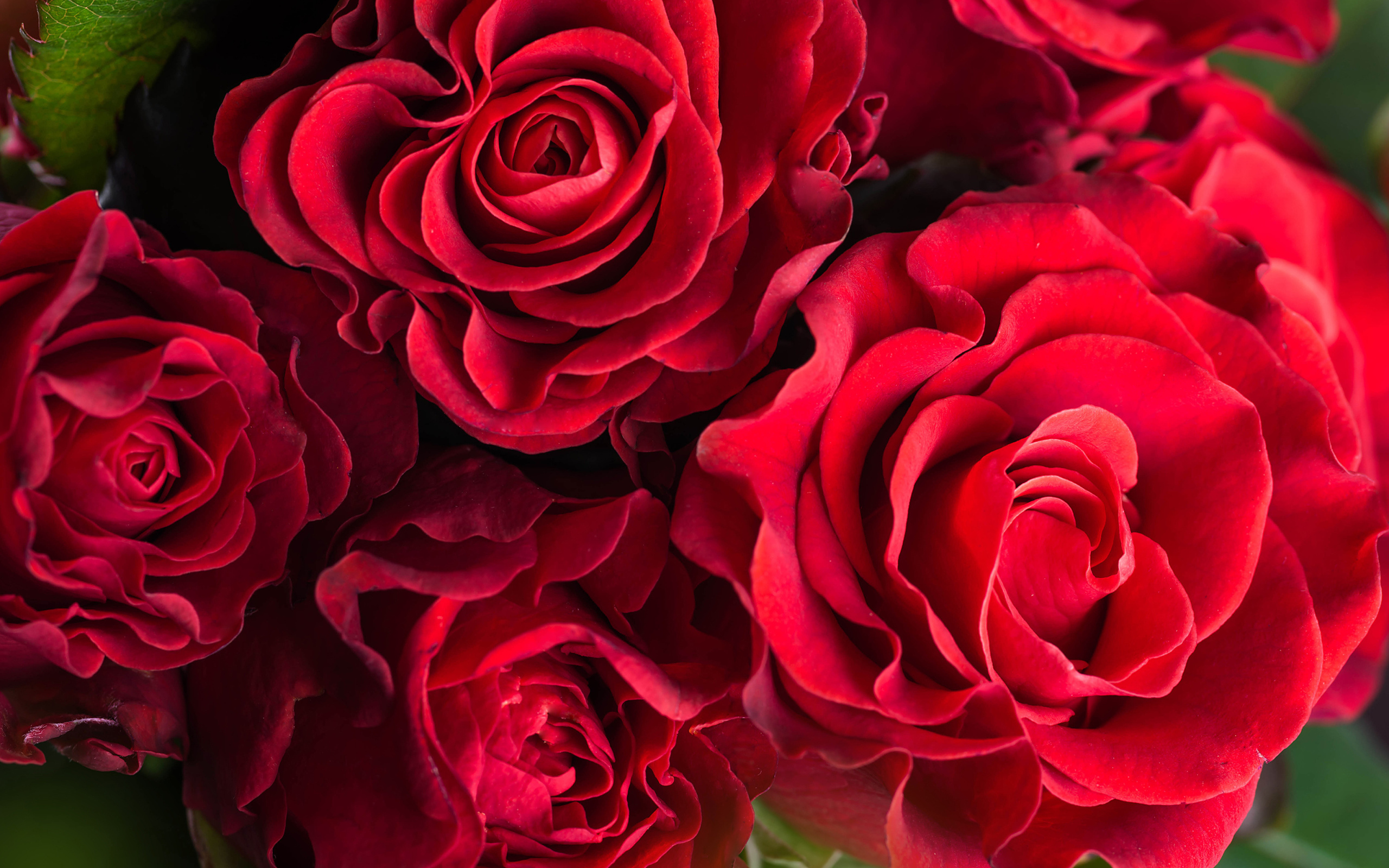 Elegant red roses closeup