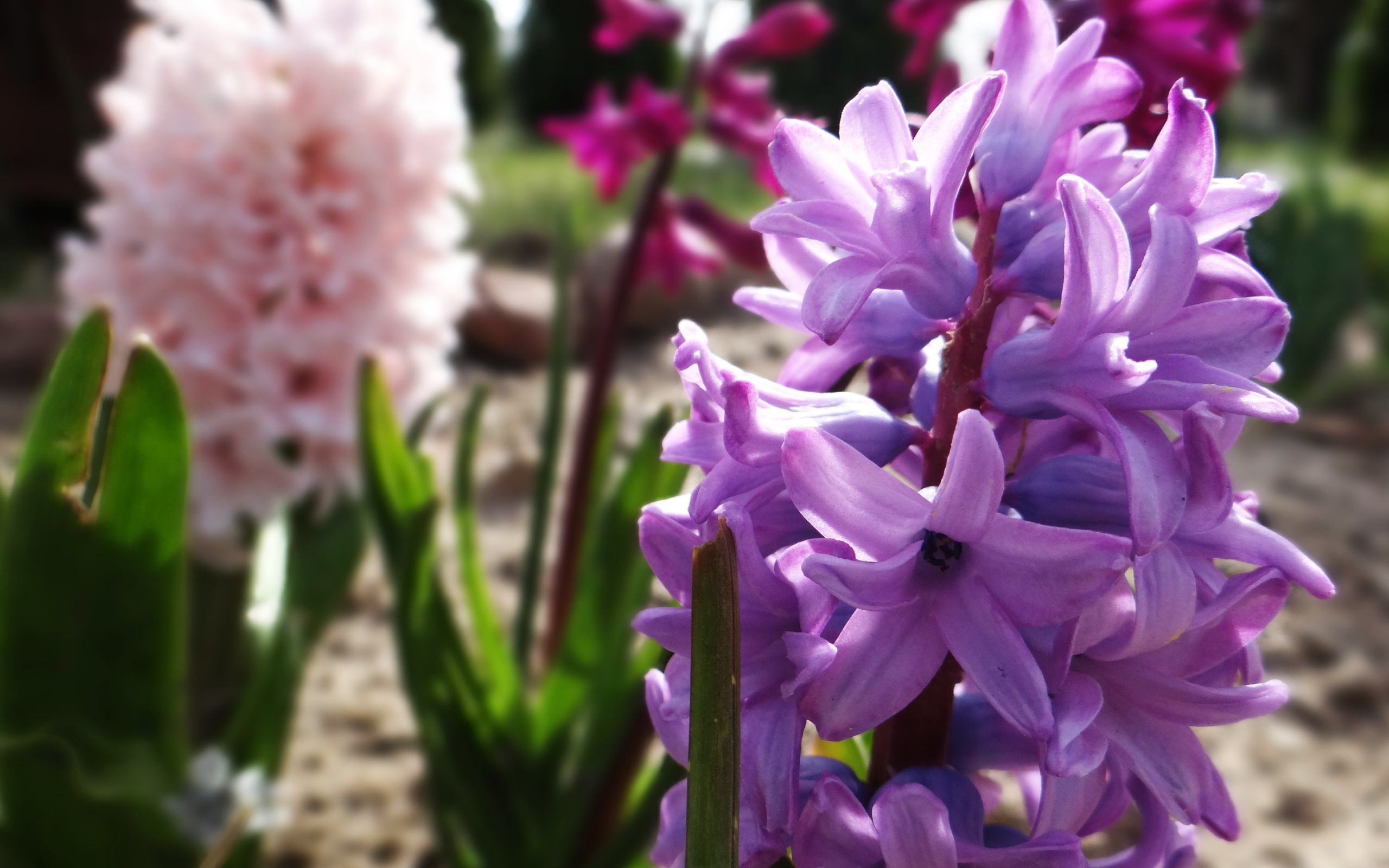 Lilac spring hyacinth closeup