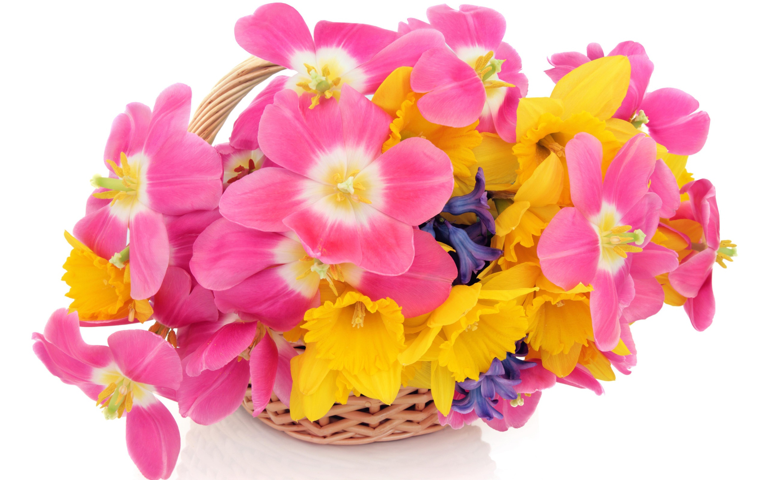Pink tulips, daffodils and hyacinths in a basket on a white background