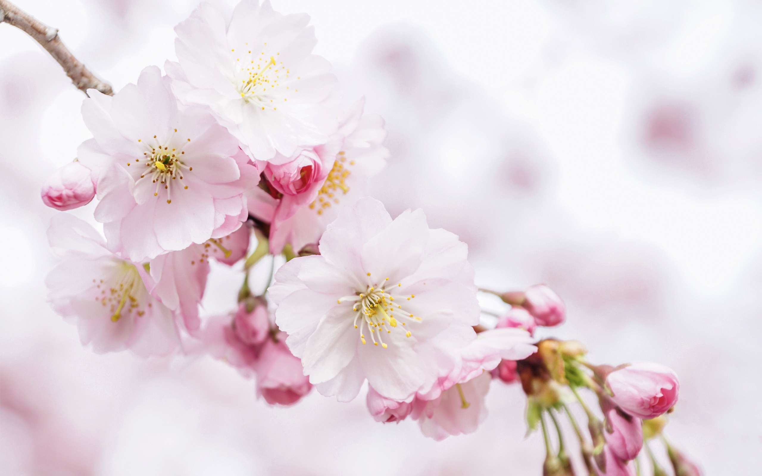 Розовые новые весенние цветы с бутонами на дереве 