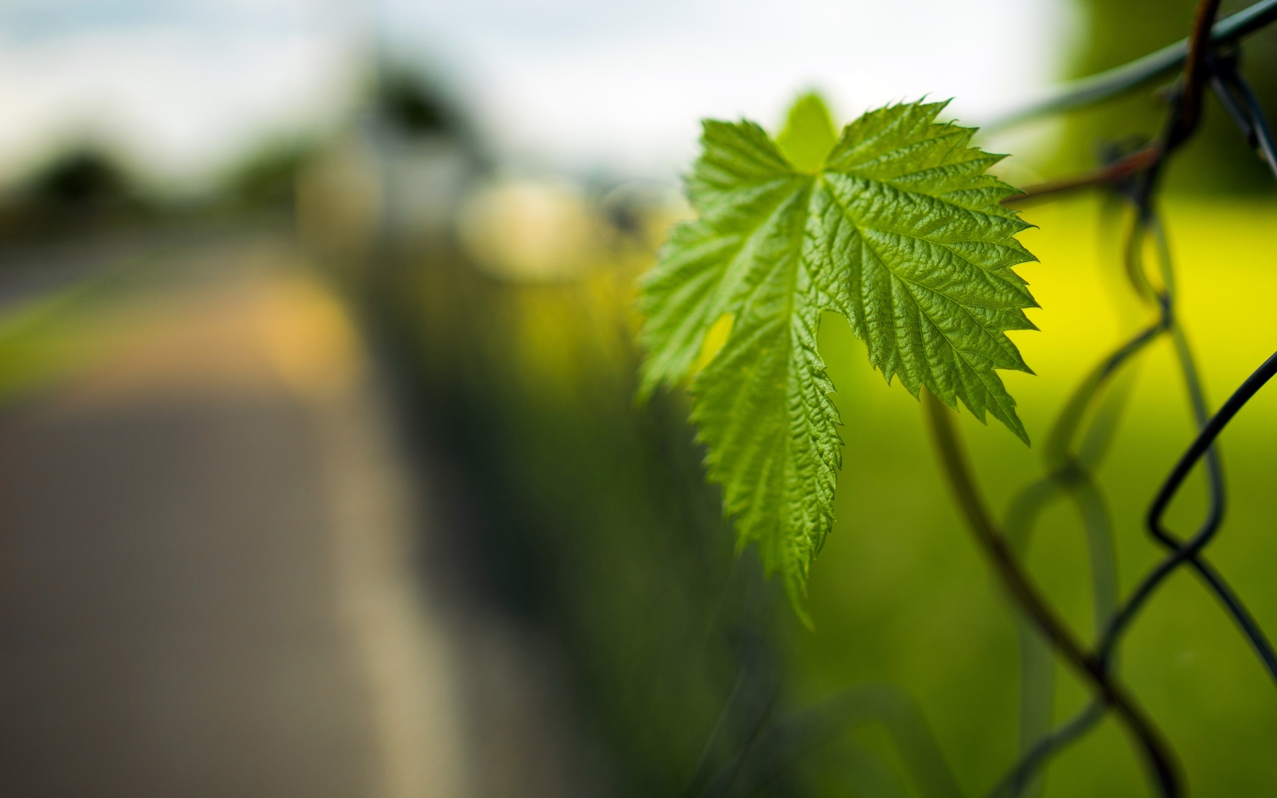 Зеленый лист растения на заборе весной