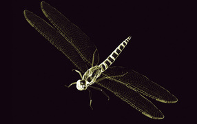 Dragonfly 3D