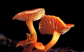 Mushrooms Elf