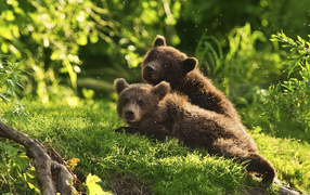 Bears in wood