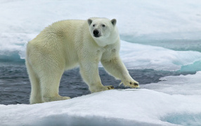 Северный медведь на льду