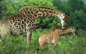 Family of giraffe