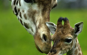 Giraffe and its kid