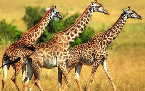 Трио жирафов