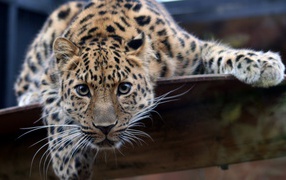 Sight of a leopard