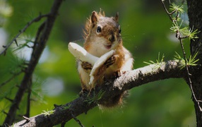 Squirrel and a mushroom