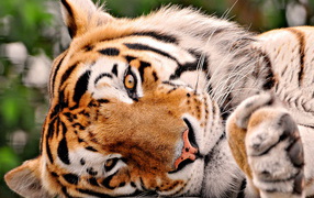 Tiger an attractive face