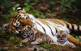 Tigress and kittens
