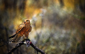 Falcon with prey