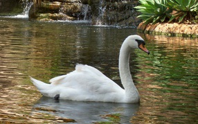 Лебедь в пруду