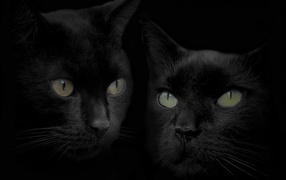 Черные кошка и кот