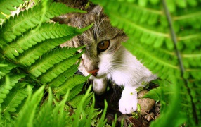 Кошка среди листьев