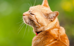 Cat wallpapers and images - wallpapers, pictures, photos