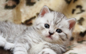 Fluffy Kitten