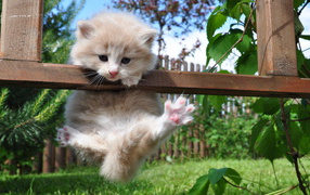 Kitten on the fence