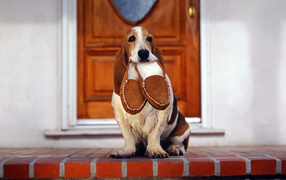 Basset Hound and slippers