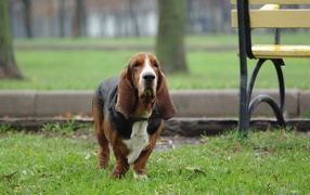 Basset hound on walk