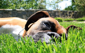 Boxer on grass