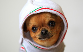 Chihuahuas in clothes