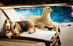 Couple of dogs on plank beds