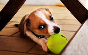 Собака с мячиком