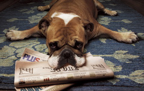 Собака с газетами