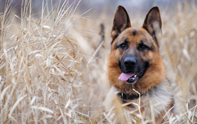 German Shepherd dog in the grass