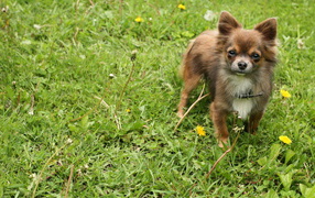 German spitz-dog on a grass