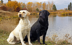 Pair of Labrador Retrievers