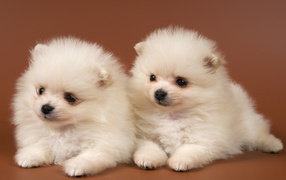 Pomeranian spitz-dogs