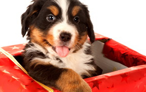 Puppy as a gift