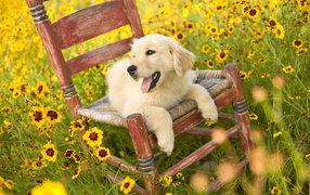 Puppy in a chair