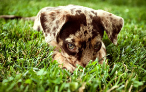 Puppy in the grass