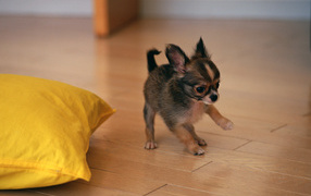 Puppy of the Toy terrier