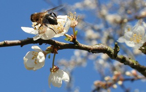 Пчела весной